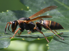 Polistes pacificus