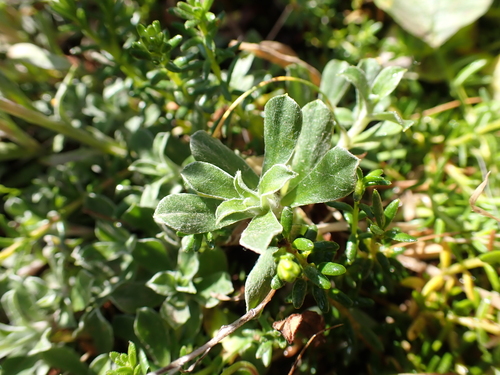 Image of Antennaria alpina by (c) Skjold Søndergaard, some rights reserved (CC BY)