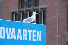 Larus