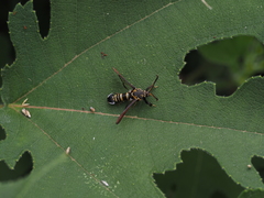 Nokona pilamicola