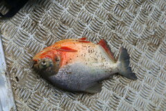 Piaractus brachypomus
