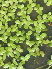 Lemna disperma