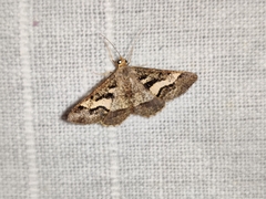 Isturgia disputaria