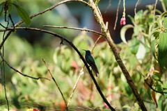 Campylopterus falcatus