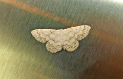 Idaea obfusaria