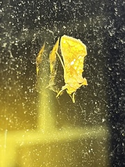Argyrogramma verruca