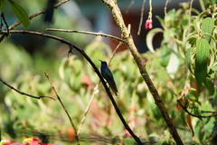 Campylopterus falcatus