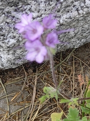 Phacelia breweri