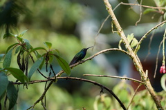 Campylopterus falcatus