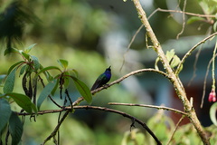 Campylopterus falcatus