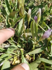 Gentianella propinqua