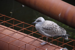Larus argentatus