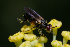 Thecophora
