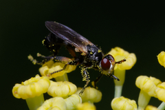 Thecophora
