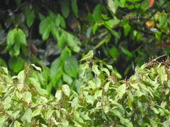 Ixothraupis xanthogastra