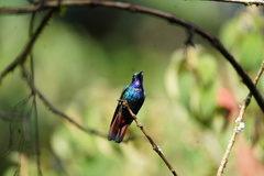 Campylopterus falcatus