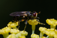 Thecophora