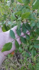 Rhus coriaria image