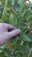 Rhus coriaria image