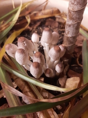 Leucocoprinus ianthinus