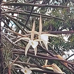 Brassavola tuberculata