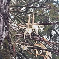 Brassavola tuberculata