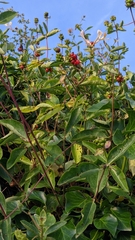 Lonicera periclymenum