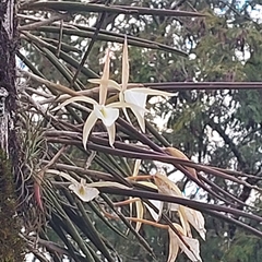 Brassavola tuberculata