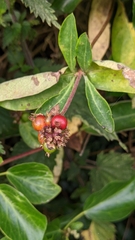 Lonicera periclymenum