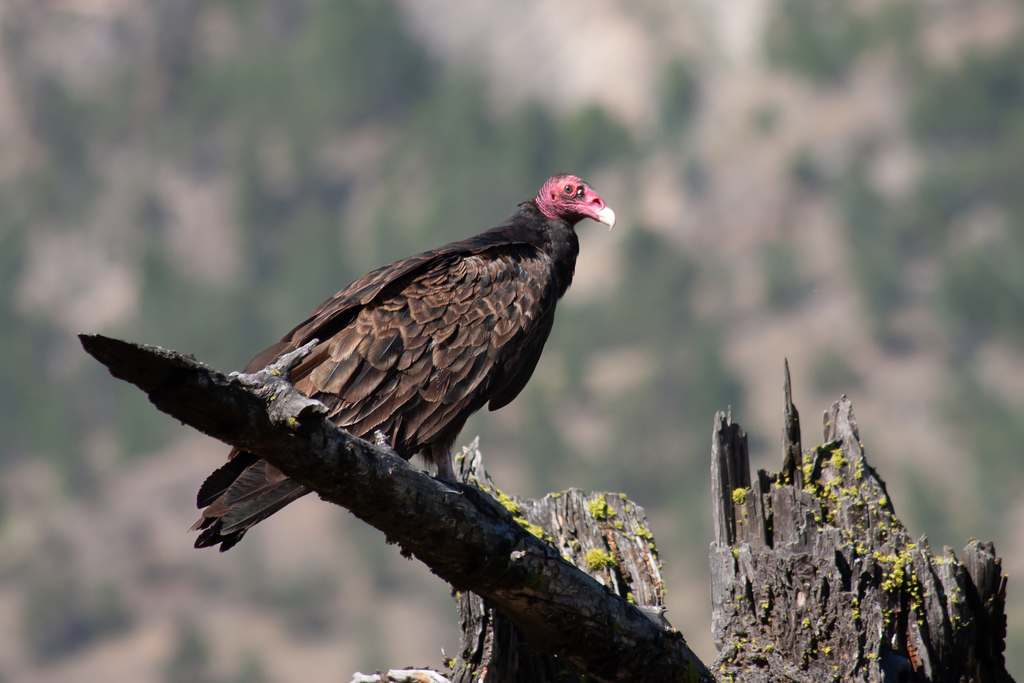 Turkey Vulture from OkanaganSimilkameen, BC, Canada on July 21, 2022