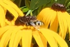 Bicyrtes quadrifasciatus