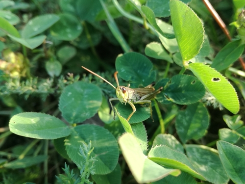 Obični livadni skakavac (Pseudochorthippus parallelus)