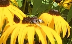 Bicyrtes quadrifasciatus