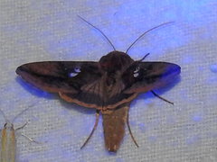 Autographa bimaculata