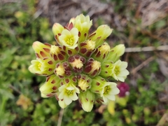 Sempervivum heuffelii