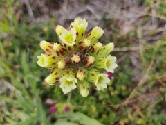 Sempervivum heuffelii