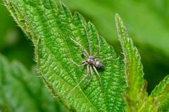 Philodromus aureolus