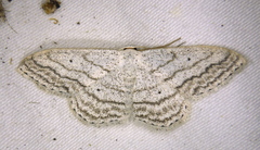Scopula ancellata