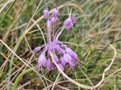 Allium carinatum
