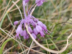 Allium carinatum