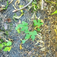 Ampelopsis glandulosa