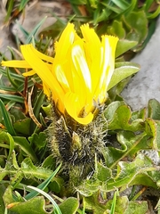 Crepis terglouensis