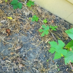 Ampelopsis glandulosa