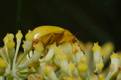 Cteniopus sulphureus