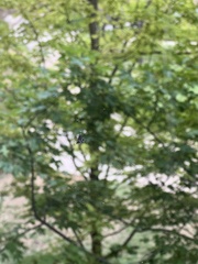 Araneidae