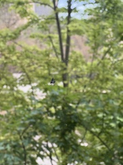 Araneidae