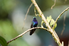 Campylopterus falcatus