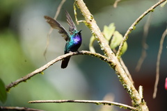 Campylopterus falcatus