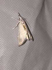 Haimbachia squamulellus