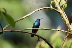 Campylopterus falcatus